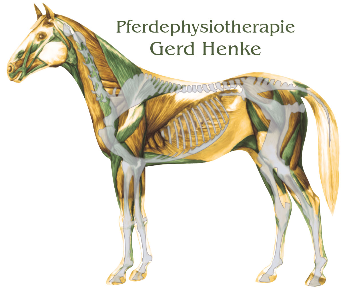 Logo, Pferdephysio Gerd Henke, Nordhastedt, Pferdephysiotherapie
